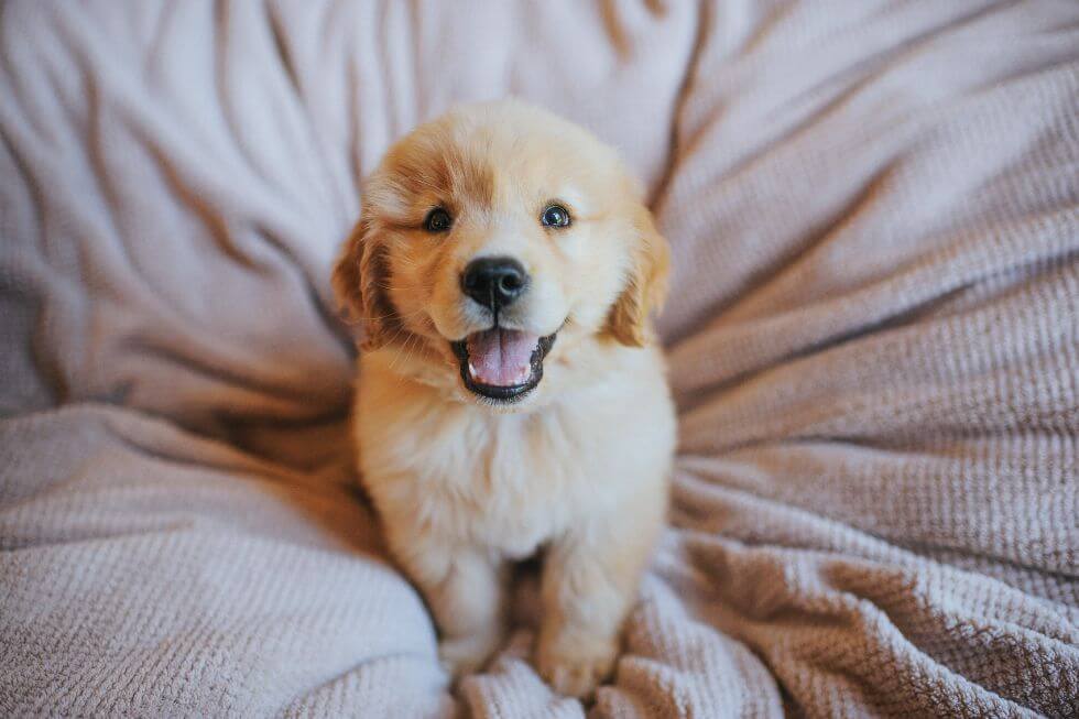 Der perfekte Start mit deinem neuen Hund: Tipps und Geschenkgutscheine für Welpenglück, Foto: Jenn Ayres from Getty Images