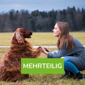 Hundetraining ohne Leckerli - mehrteiliger Privatkurs, Foto: sestovic from Getty Images Signature