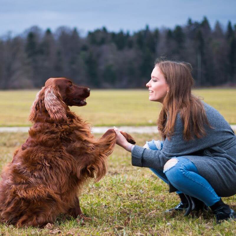 Hundetraining ohne Leckerli - Privatkurs, Foto: sestovic from Getty Images Signature