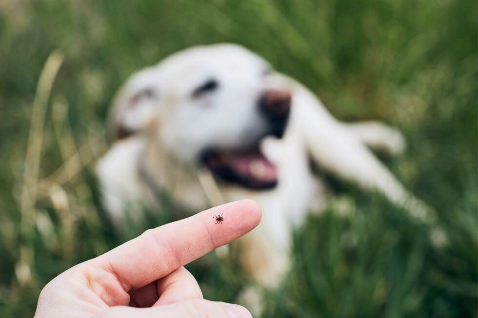 Experten-Tipp von Pfotenpartner: Natürlicher Zeckenschutz für deinen Hund