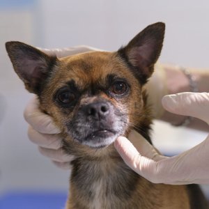Manuelle Lymphdrainage für deinen Hund, Foto: yavdat from Getty Images