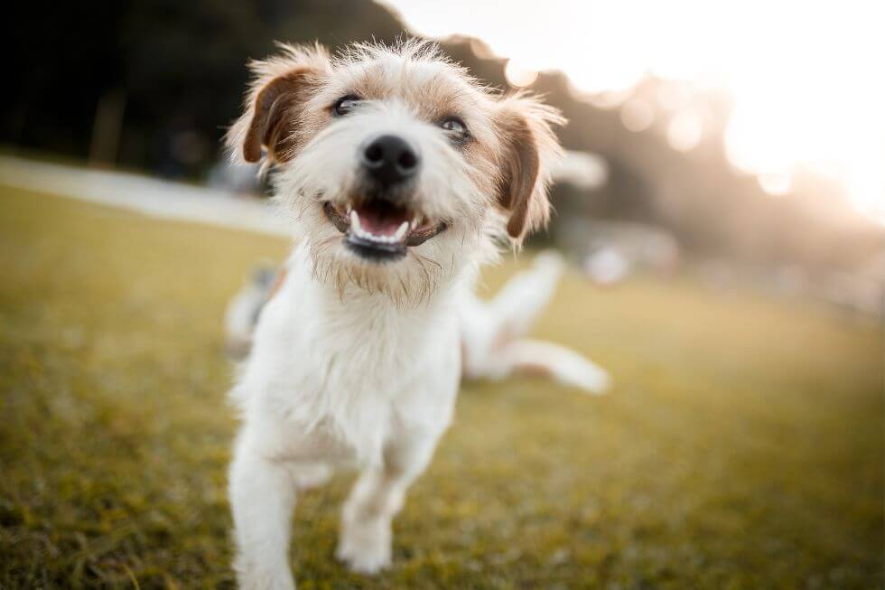 5 persönliche Geschenkgutscheine für jeden Hund, Foto: Capuski from Getty Images Signature