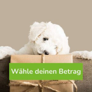 Variabler Wertgutschein für deine Hundedienstleistung - wähle den Betrag selbst