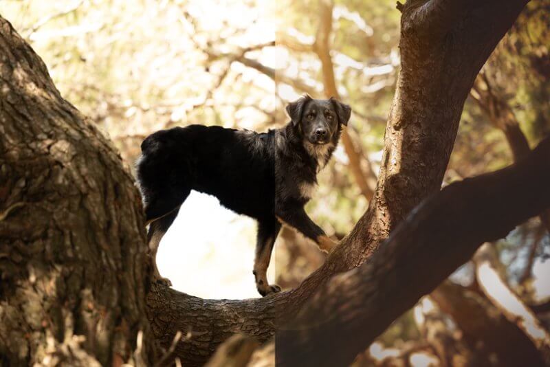 Onlinecoaching Bildbearbeitung Hundefotos - Caroline Fiebinger Fotografie